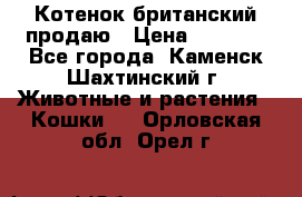 Котенок британский продаю › Цена ­ 3 000 - Все города, Каменск-Шахтинский г. Животные и растения » Кошки   . Орловская обл.,Орел г.